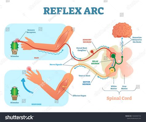 relx atc|reflex arc anatomy.